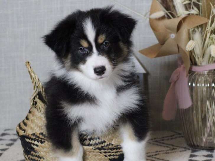 3 chiots Berger Australien LOF nés en décembre 2025, à réserver