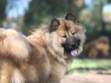 Une femelle Eurasier LOF d'un an disponible à la vente