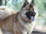 Une femelle Eurasier LOF d'un an disponible à la vente