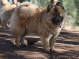 Une femelle Eurasier LOF d'un an disponible à la vente