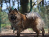 Une femelle Eurasier LOF d'un an disponible à la vente