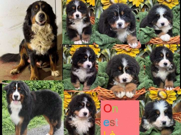 Une femelle Bouvier Bernois LOF de 3 mois disponible à la vente