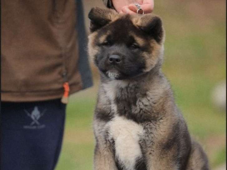 Mâle Akita américain de 2 mois disponible immédiatement