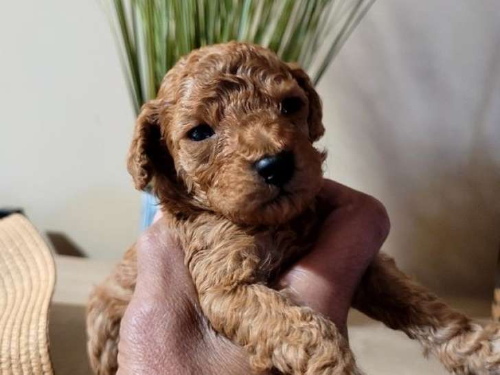 4 chiots Caniches Nains cuivrés de février 2026, 3 femelles et 1 mâle, à réserver