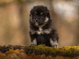 4 chiots Finnois de Laponie LOF de janvier 2026, 2 femelles et 2 mâles, à réserver
