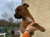 1 chiot mâle Staffordshire Bull Terrier LOF de décembre 2025, disponible à la vente