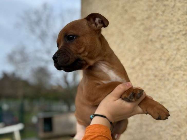 1 chiot mâle Staffordshire Bull Terrier LOF de décembre 2025, disponible à la vente
