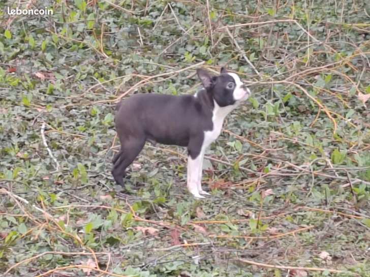 3 mâles Boston Terrier LOF nés en 2025, disponibles à la vente