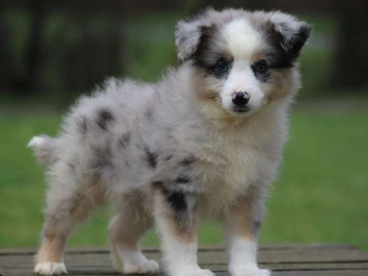 Mâle Berger Américain Miniature LOF bleu merle yeux bleus, né en décembre 2025