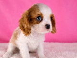 Deux chiots Cavalier King Charles blenheim nés en décembre 2025, disponibles à la vente