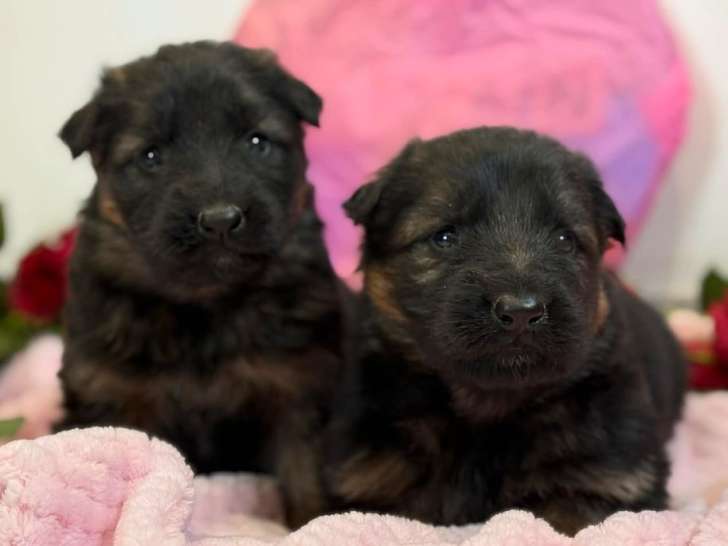 6 chiots Berger Allemand LOF de janvier 2026, 2 femelles et 4 mâles, à vendre