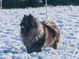5 chiots Spitz Loup (Keeshond) nés en novembre 2025, disponibles à la vente