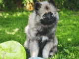 5 chiots Spitz Loup (Keeshond) nés en novembre 2025, disponibles à la vente