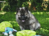 5 chiots Spitz Loup (Keeshond) nés en novembre 2025, disponibles à la vente