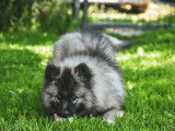 5 chiots Spitz Loup (Keeshond) nés en novembre 2025, disponibles à la vente