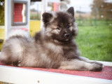 5 chiots Spitz Loup (Keeshond) nés en novembre 2025, disponibles à la vente