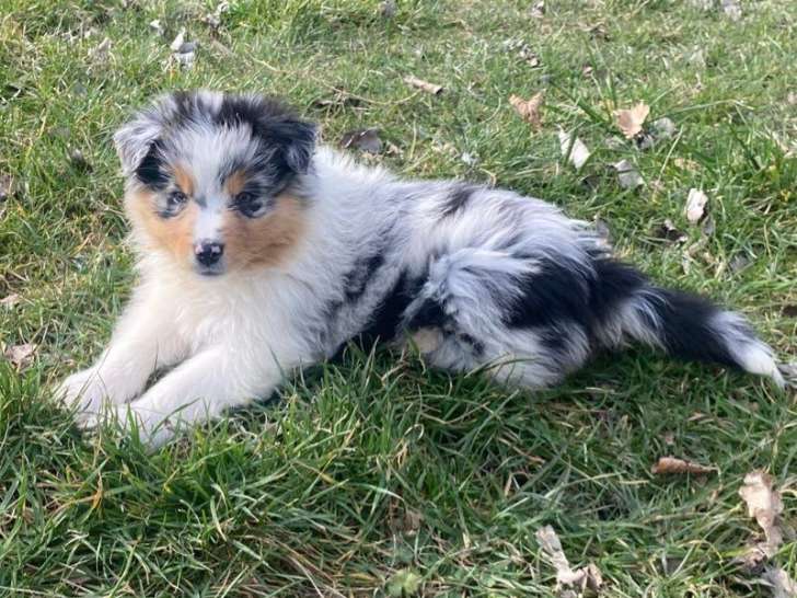 6 chiots Berger Australien LOF de décembre 2025 à vendre