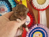 4 chiots Chihuahua LOF poil long à réserver