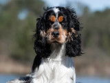 Mâle Cocker Spaniel Anglais LOF tricolore disponible pour saillie