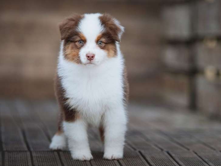 Une femelle Berger Australien rouge tricolore LOF née en octobre 2025 à vendre