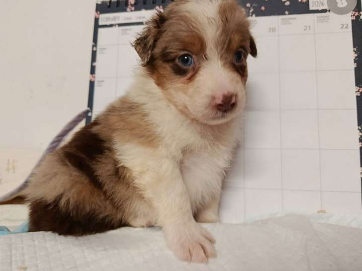 9 chiots Berger Australien LOF nés en janvier 2026, à réserver