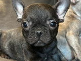 Un chiot Bouledogue Français né en novembre 2025, disponible à la vente