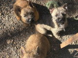 3 chiots Cairn Terrier nés en décembre 2025 à vendre