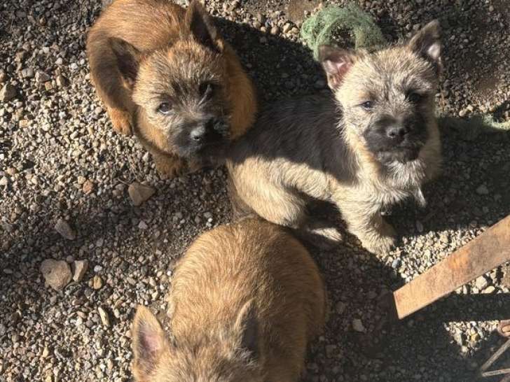 3 chiots Cairn Terrier nés en décembre 2025 à vendre