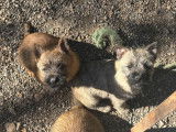 3 chiots Cairn Terrier nés en décembre 2025 à vendre