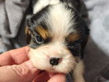 Mise en vente de 3 mâles chiots Cavalier King Charles LOF nés en janvier 2026
