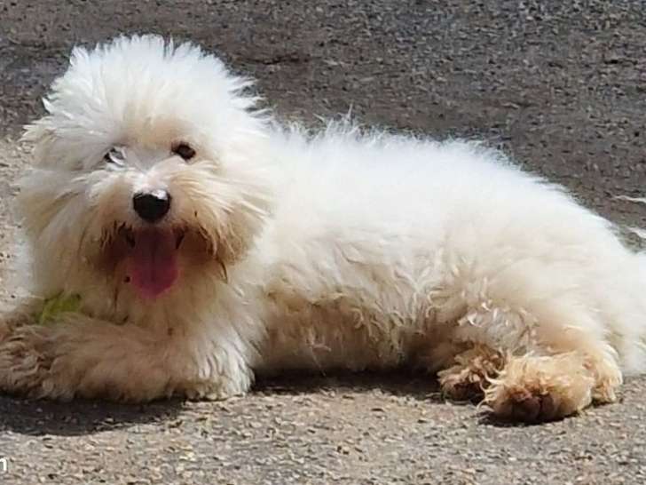 A réserver, 2 mâles chiots Coton de Tuléar LOF nés en janvier 2026