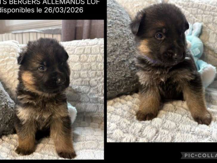 9 chiots Bergers Allemands LOF nés en janvier 2026 à réserver