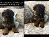9 chiots Bergers Allemands LOF nés en janvier 2026 à réserver