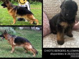 9 chiots Bergers Allemands LOF nés en janvier 2026 à réserver
