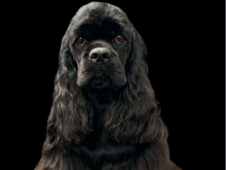 Mâle Cocker Américain LOF de 10 mois à vendre