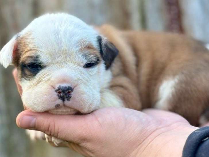 Magnifiques chiots Bulldog continental nés en janvier 2026 à réserver