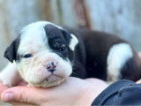 Magnifiques chiots Bulldog continental nés en janvier 2026 à réserver