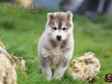 6 chiots Husky Sibérien LOF nés en janvier 2026, en vente