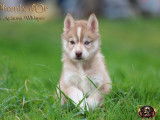 6 chiots Husky Sibérien LOF nés en janvier 2026, en vente