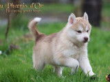 6 chiots Husky Sibérien LOF nés en janvier 2026, en vente