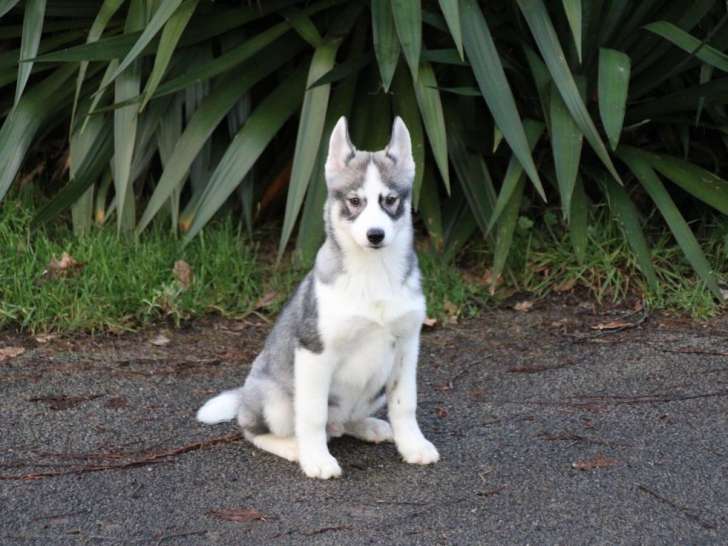 4 chiots Husky Sibérien LOF (3 mâles, 1 femelle) nés en octobre 2025, à vendre