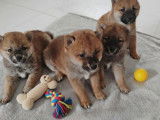 3 chiots Shiba Inu LOF mâle et femelles couleur fauve, nés en février 2026, à réserver