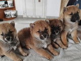 3 chiots Shiba Inu LOF mâle et femelles couleur fauve, nés en février 2026, à réserver