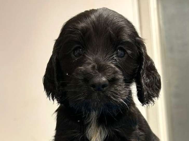 3 mâles chiots Cocker Anglais LOF noirs nés en décembre 2025 à vendre