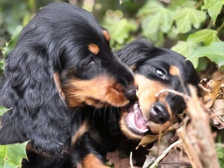 3 mâles chiots Teckel Nain poils longs noir et feu à vendre