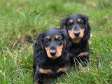 3 mâles chiots Teckel Nain poils longs noir et feu à vendre