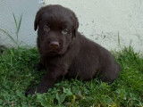 À vendre, 6 chiots Labrador chocolat LOF de février 2026