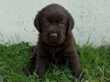 À vendre, 6 chiots Labrador chocolat LOF de février 2026