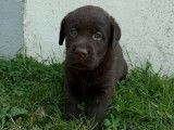À vendre, 6 chiots Labrador chocolat LOF de février 2026