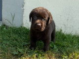 À vendre, 6 chiots Labrador chocolat LOF de février 2026